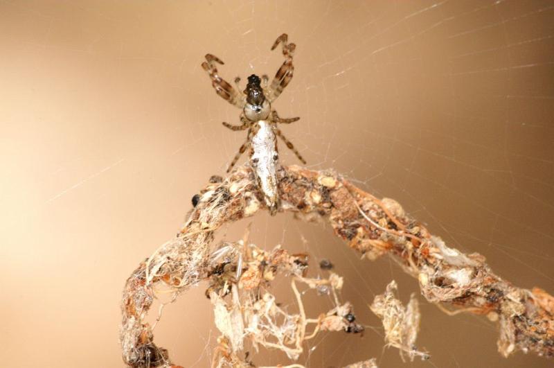 Cyclosa_insulana_D5554_Z_89_Wellington Point Esplanada_Australie.jpg